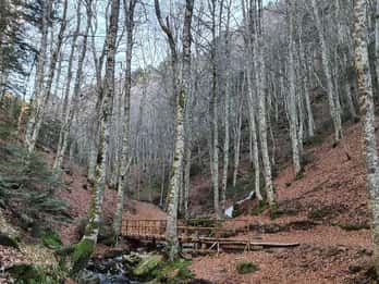 Gambarie: tour di trekking nella foresta con guida privata