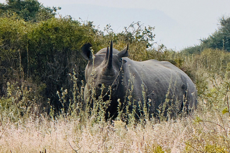 Nairobi Park Safari, Sheldrick's Orphanage & Giraffe Center Shared Drive in Open-Roof Van Game Drive