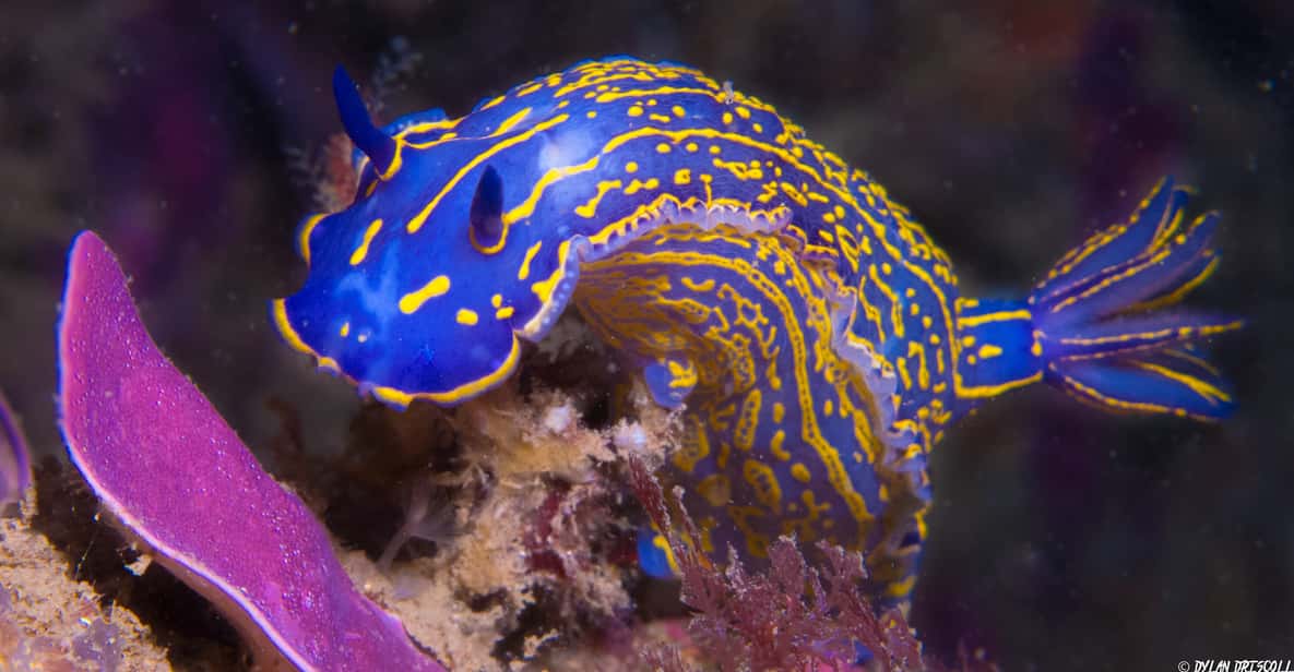 Lagos: immersione guidata alla scoperta delle immersioni subacquee per principianti