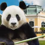 Vienna: Biglietti di ingresso prioritario per lo zoo di Schönbrunn