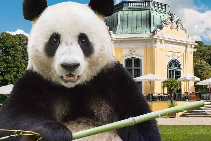 Wien: Tickets ohne Anstehen für den Tiergarten Schönbrunn. Foto: GetYourGuide Wien: Tickets ohne Anstehen für den Tiergarten Schönbrunn. Foto: GetYourGuide