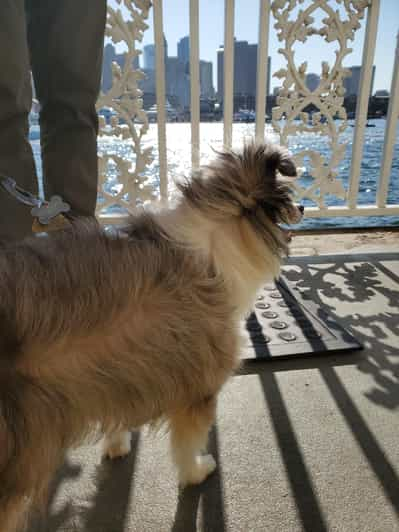 are dogs allowed on boston harbor cruises