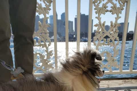 Boston: 1.5-Hour Dog-Friendly Harbor Cruise