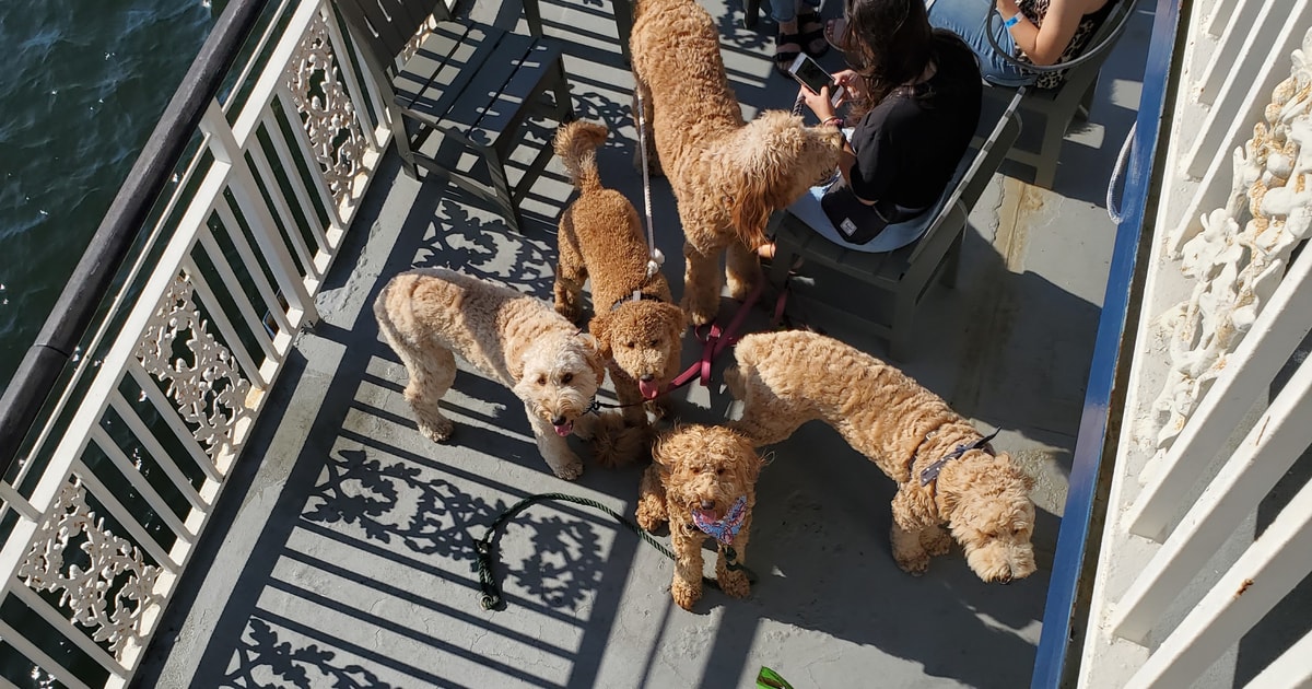 are dogs allowed on boston harbor cruises