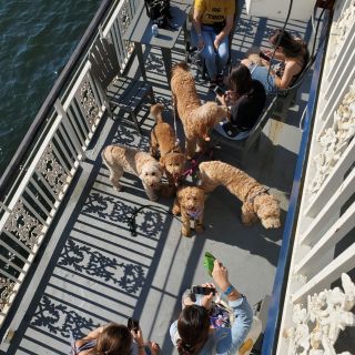 Boston: 1.5-Hour Dog-Friendly Harbor Cruise