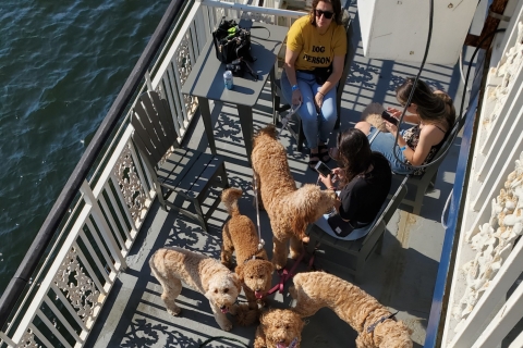 Boston: 1,5-stündige hundefreundliche Hafenrundfahrt