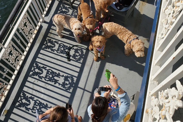 Boston: malowniczy rejs po porcie (przyjazny psom)Boston: Rejs widokowy po porcie (przyjazny psom)