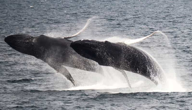 Boston: Whale Watching Catamaran Cruise | GetYourGuide