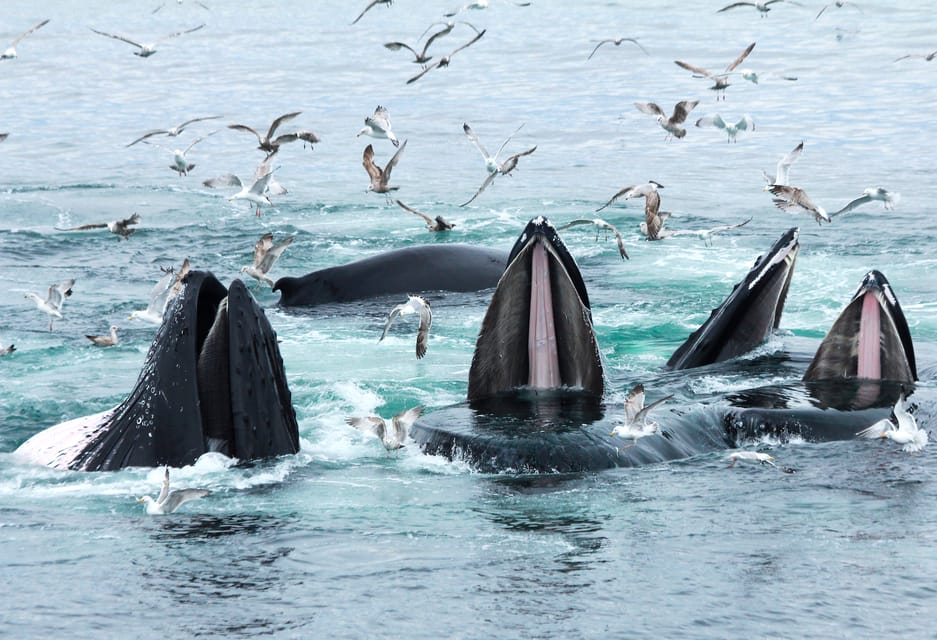 Boston: Whale Watching Catamaran Cruise | GetYourGuide