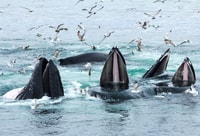Boston, Whale Watching Catamaran Cruise - Housity