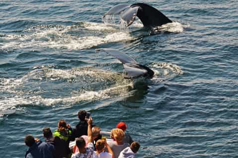 Boston: Whale Watching Catamaran Cruise