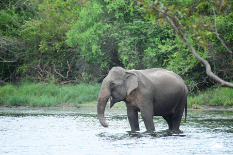 Sigiriya Dambulla Anuradhapura & Wilpattu safari 3-Day Tour Air Conditioned Van