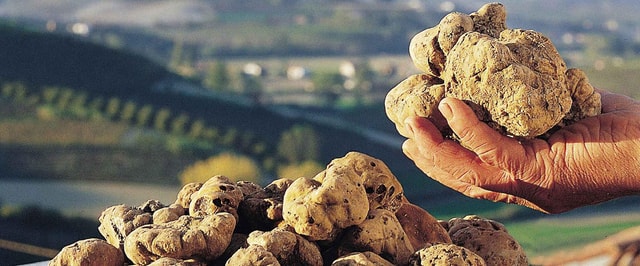 Visit Alba Truffle Fair Skip-the-Line Entrance and Private Tour in Barolo