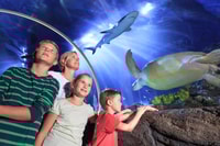 Bicket di Timmendorfer Strand Timmendorfer Sea Life - Housity