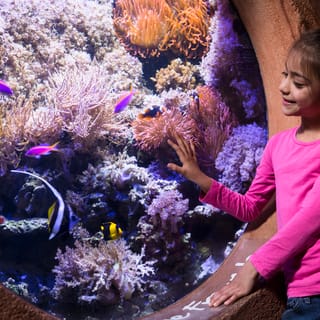 Ticket to Sea Life Königswinter