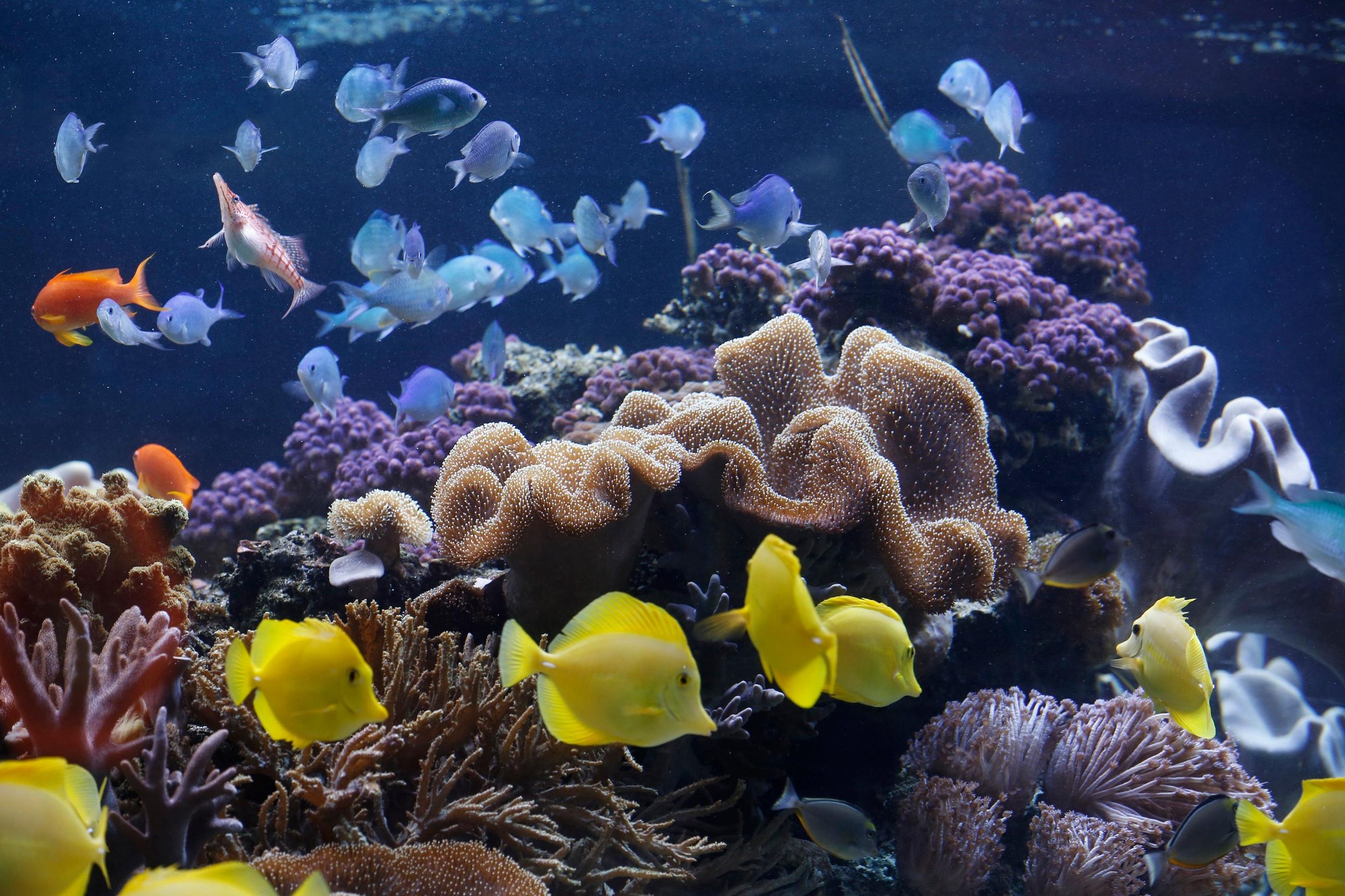 Sea Life Speyer Ticket