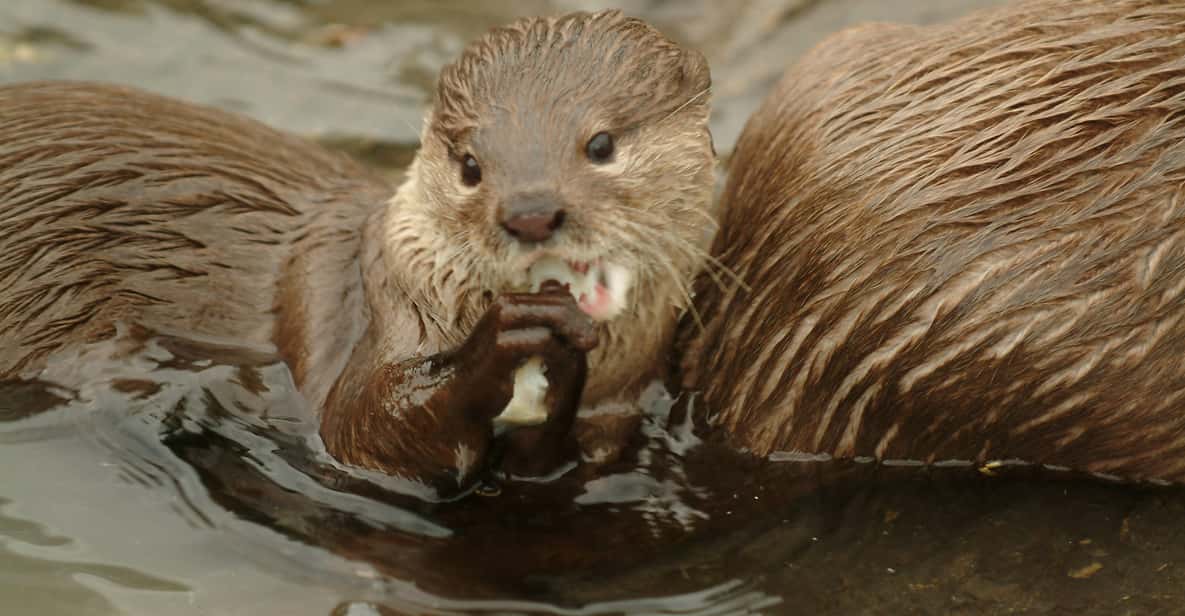 Afbeelding 8 van Oberhausen: SEA LIFE Oberhausen toegangsbewijs