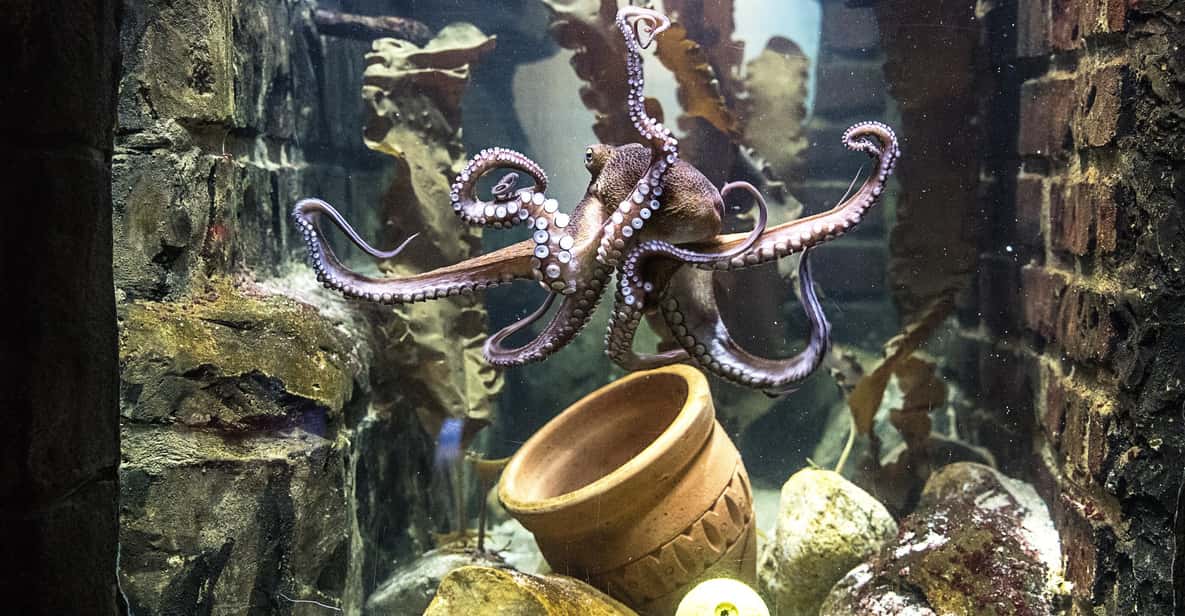 Afbeelding 1 van Oberhausen: SEA LIFE Oberhausen toegangsbewijs