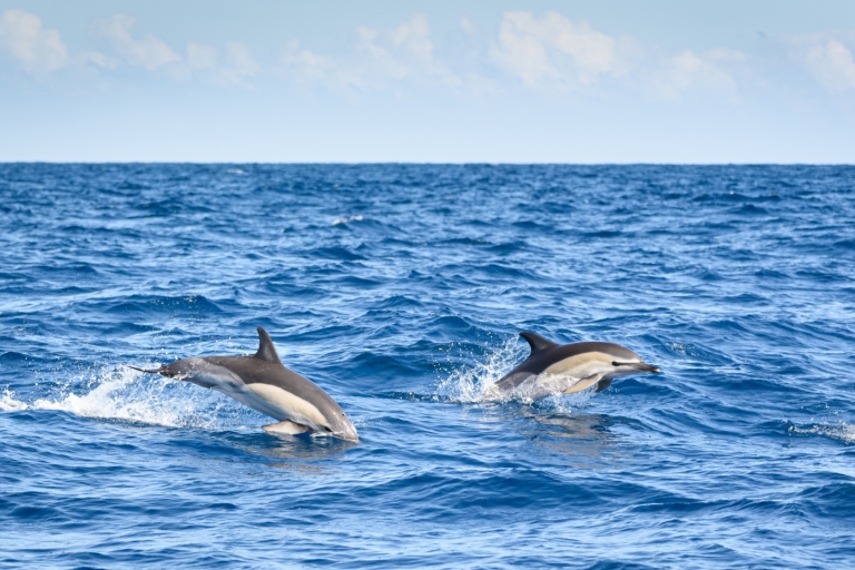 Lagos: półdniowy rejs z obserwacją delfinów i zajęcia na wodzie