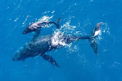 Lagos: Halbtägige Delfinbeobachtungs-Kreuzfahrt und Wasseraktivitäten