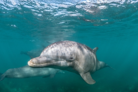 Lagos: cruise van een halve dag dolfijnen spotten en wateractiviteiten