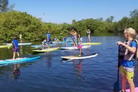 Siesta Key: Mangrove Kayak or Paddleboard Tour