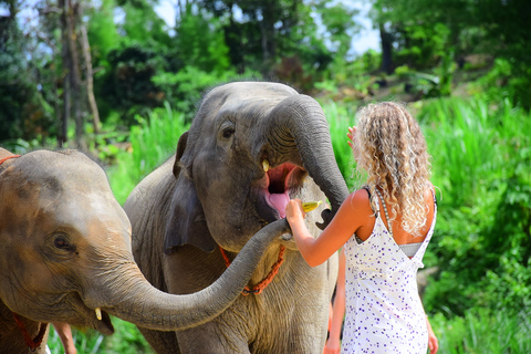 Phuket: Tour del programma di salvataggio e cura degli elefantiTour di gruppo per il salvataggio e la cura degli elefanti