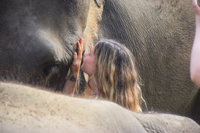 Phuket: Elefanten-Save & Care-Programm in kleiner Gruppe