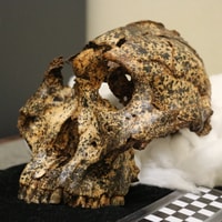 Cradle of Humankind Tour - Maropeng & WonderCave - Housity
