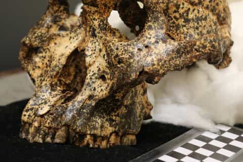 From Johannesburg: Cradle of Humankind Tour
