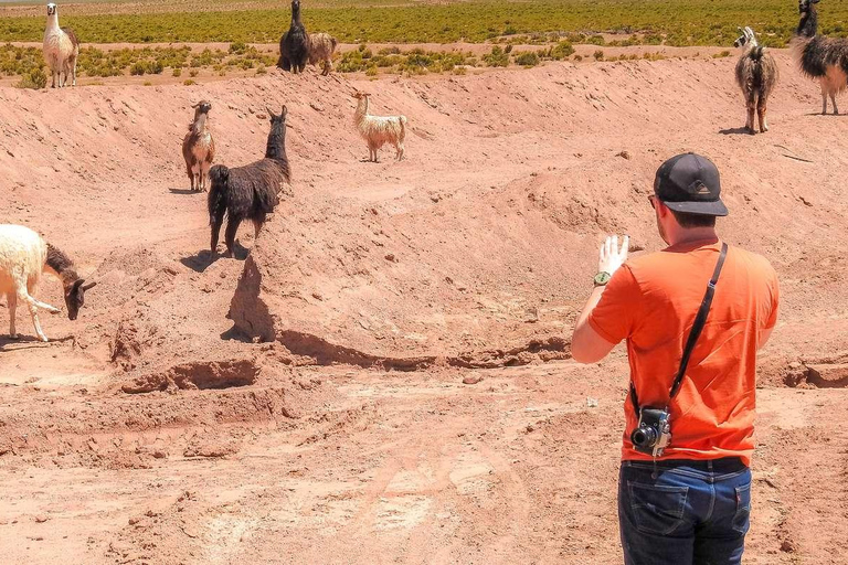 Depuis La Paz : Circuit de 5 jours dans les salines d&#039;Uyuni