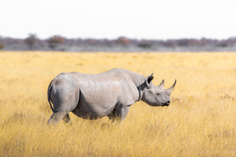 Ostateczna 6-dniowa prywatna przygoda na safariNajlepsza 6-dniowa prywatna przygoda na safari