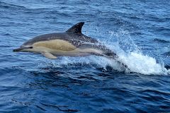 Lisboa: passeio de barco de 3 horas para observação de golfinhos
