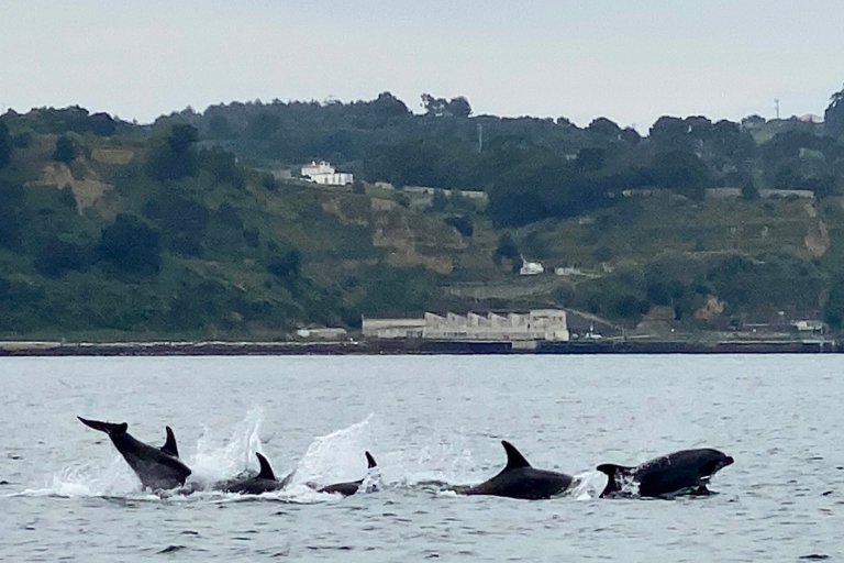 Lizbona: 3-godzinna wycieczka łodzią z obserwacją delfinów