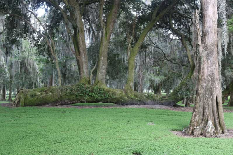 Orlando: Airboat Safari with Transportation | GetYourGuide