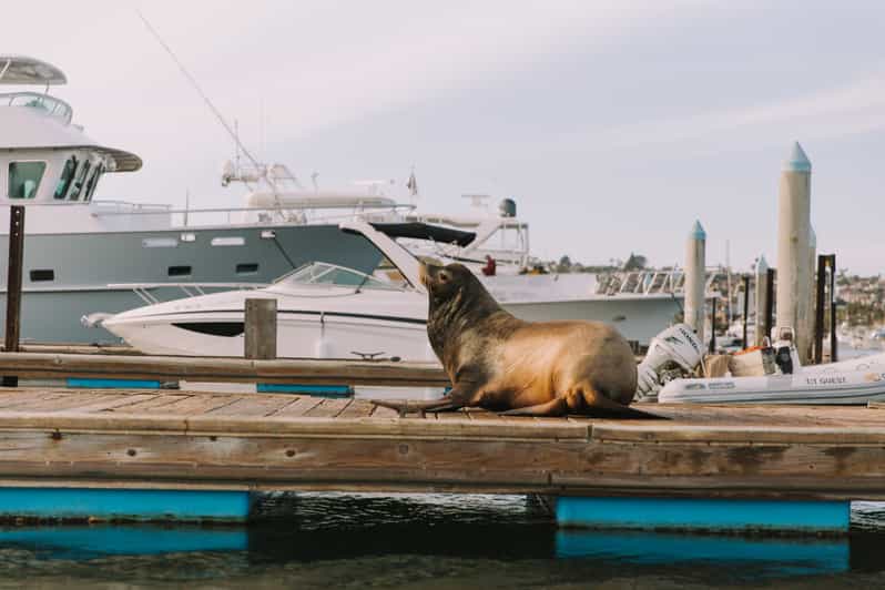 San Diego San Diego Bay DogFriendly Eco Pedal Boat Rentals GetYourGuide