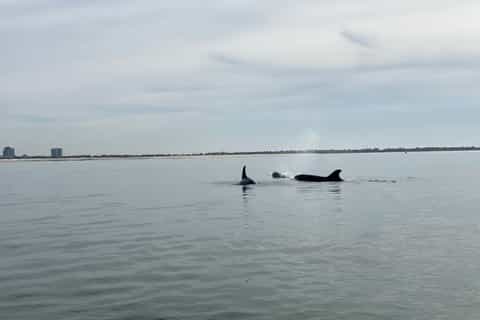Dolphin Watching in Arrábida Natural Park
