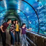 Las Vegas: biglietto d'ingresso per lo Shark Reef Aquarium