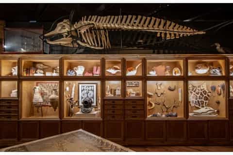 Houston: Museum of Natural Sciences Ticket