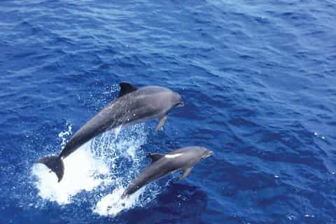 mallorca delfines majorque dauphins avistamiento getyourguide civitatis ponsa observation observez