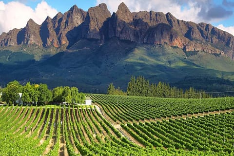 From Cape Town: Full-Day Cape Winelands Tour