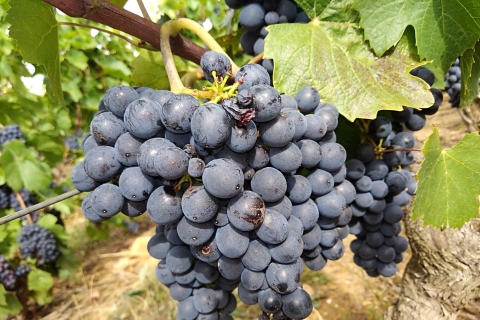 Beaujolais: tour vinícola de medio díaTour de vino de medio día