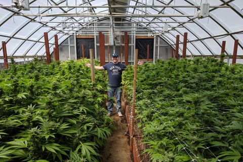 Near San Francisco: Visit a Cannabis Farm in Mendocino
