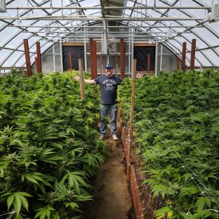 Near San Francisco: Visit a Cannabis Farm in Mendocino