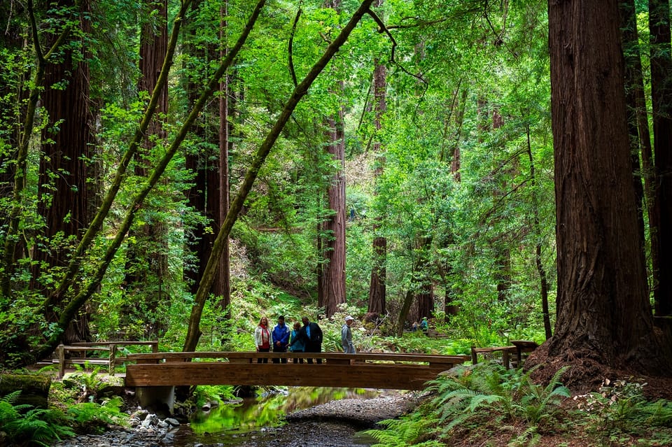 san francisco redwood tour