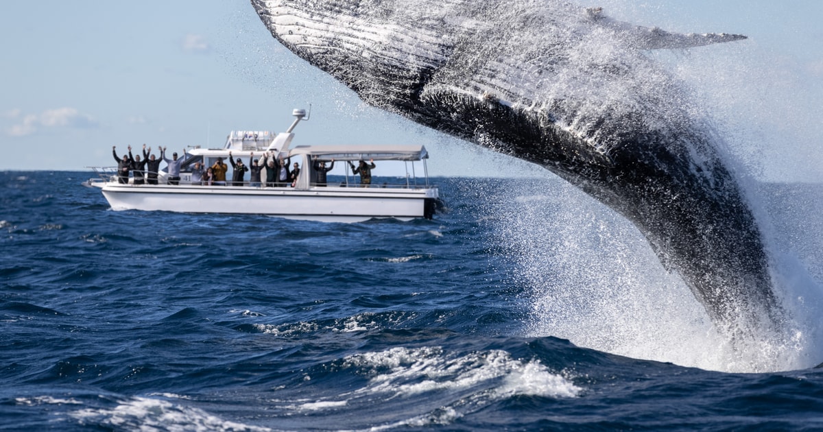 Sydney: Visite D'observation Des Baleines à Circular Quay Avec Garantie ...