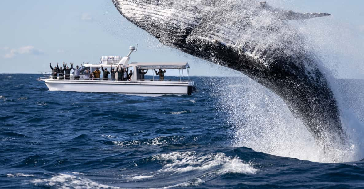 Sydney: Visite D'observation Des Baleines à Circular Quay Avec Garantie ...