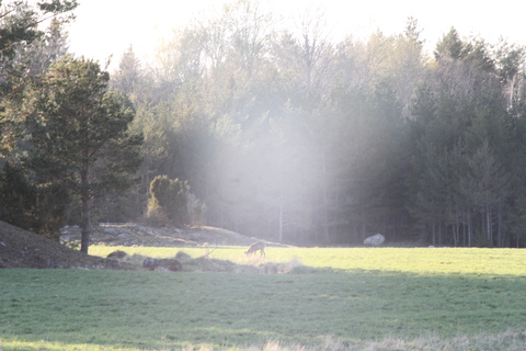 Wolfs- und Wildtierverfolgung in Schweden