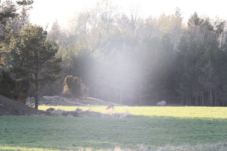 Pistage du loup et de la faune sauvage en Suède