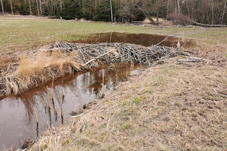 Tracciamento del lupo e della fauna selvatica in Svezia